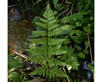 Spinulose Woodfern